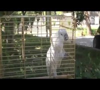 Dansçı papağan hayvanat bahçesinin gözdesi